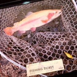 フィッシングレイクたかみや 釣果