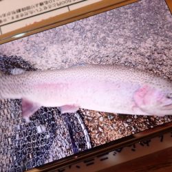 フィッシングレイクたかみや 釣果