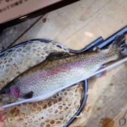 フィッシングレイクたかみや 釣果