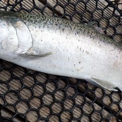 フィッシングレイクたかみや 釣果