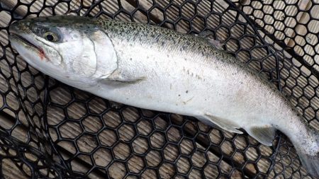 フィッシングレイクたかみや 釣果