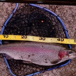 フィッシングレイクたかみや 釣果