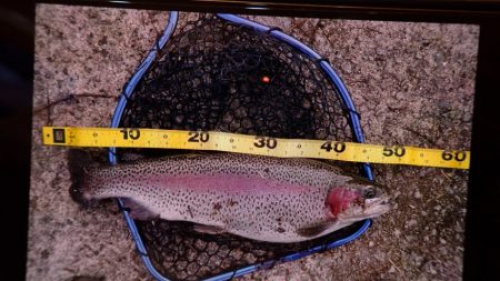 フィッシングレイクたかみや 釣果