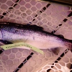 フィッシングレイクたかみや 釣果