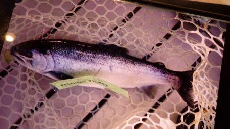 フィッシングレイクたかみや 釣果