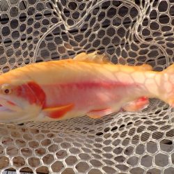 フィッシングレイクたかみや 釣果