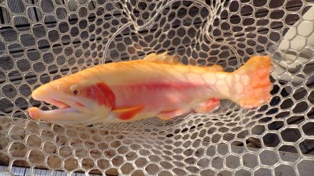 フィッシングレイクたかみや 釣果