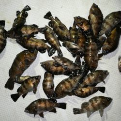 TOPGUN名古屋 釣果