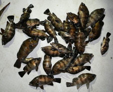 TOPGUN名古屋 釣果