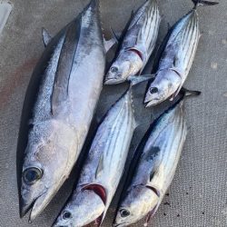 へいみつ丸 釣果