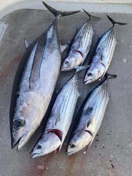 へいみつ丸 釣果