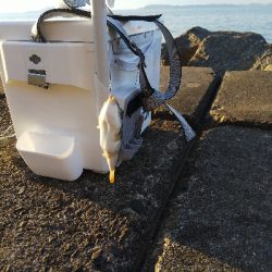 苅屋海岸の投げ釣り