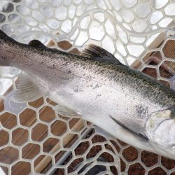 フィッシングレイクたかみや 釣果