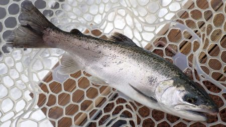 フィッシングレイクたかみや 釣果