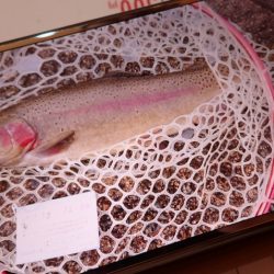 フィッシングレイクたかみや 釣果