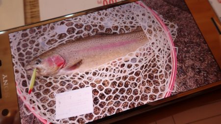 フィッシングレイクたかみや 釣果