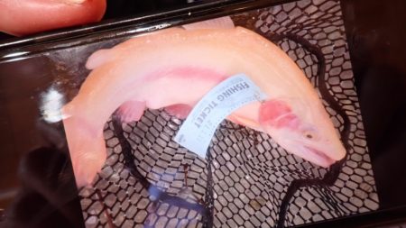 フィッシングレイクたかみや 釣果