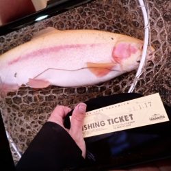 フィッシングレイクたかみや 釣果