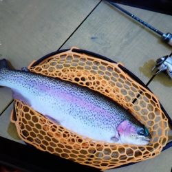 フィッシングレイクたかみや 釣果