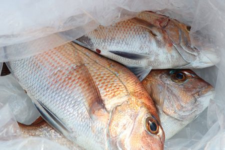 松本釣船２ 釣果