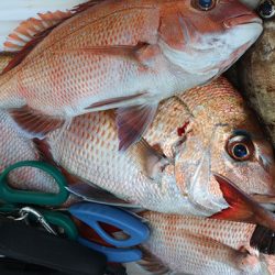 松本釣船２ 釣果