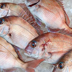 松本釣船２ 釣果