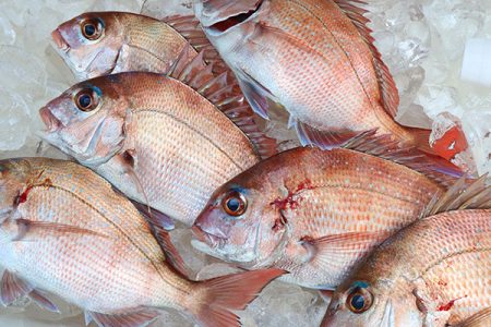 松本釣船２ 釣果