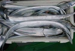 久里浜黒川本家 釣果