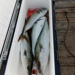 ファイヤードルフィン 釣果