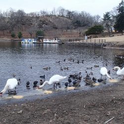 志高湖フィッシング 釣果