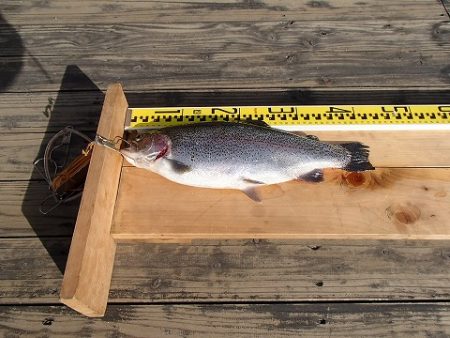 志高湖フィッシング 釣果