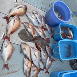 リトルワン 釣果