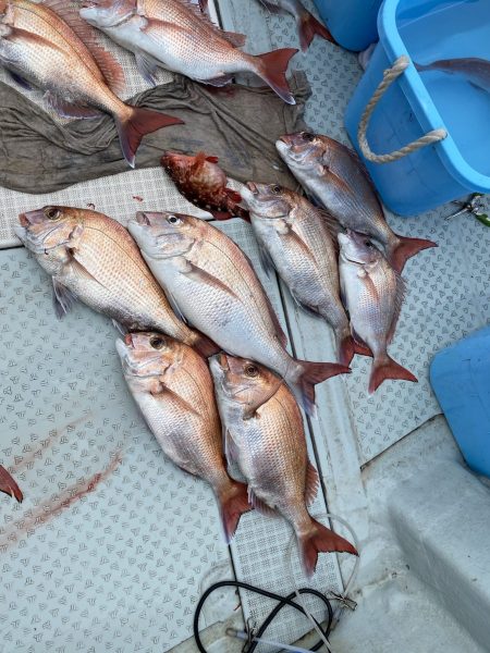 リトルワン 釣果