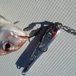 FISHING RISKY 釣果