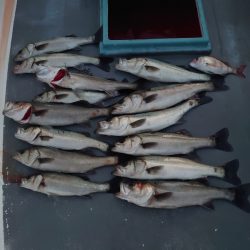 FISHING RISKY 釣果