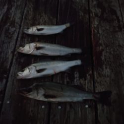 FISHING RISKY 釣果