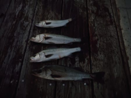 FISHING RISKY 釣果