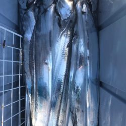 フィッシング　キッタカ 釣果