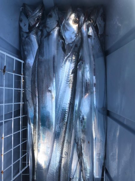 フィッシング　キッタカ 釣果