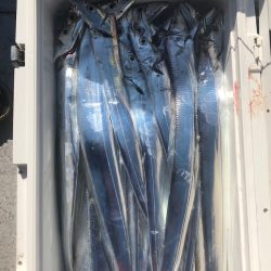 フィッシング　キッタカ 釣果