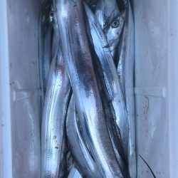 フィッシング　キッタカ 釣果