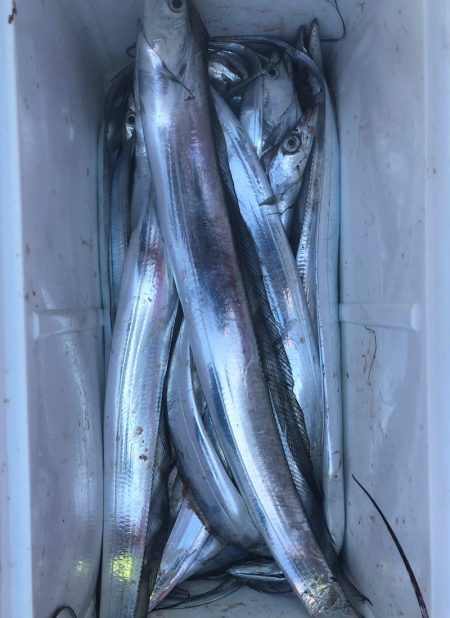 フィッシング　キッタカ 釣果