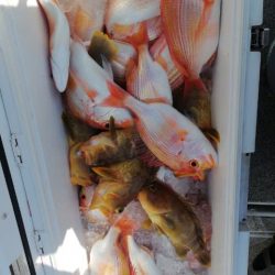 第二大福丸 釣果