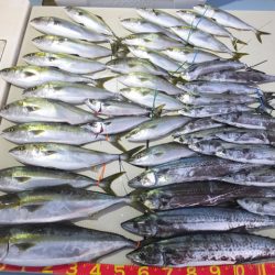 Hit Rush(ヒット ラッシュ) 釣果