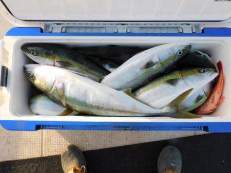 ジギング船 BLUEWATER 釣果