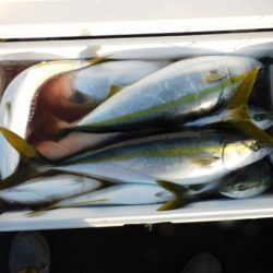 ジギング船 BLUEWATER 釣果