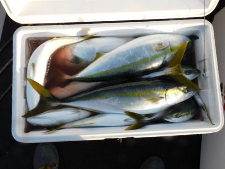 ジギング船 BLUEWATER 釣果