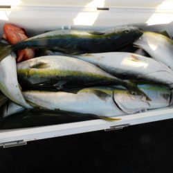 ジギング船 BLUEWATER 釣果