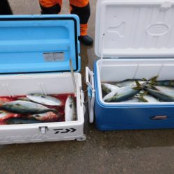 ジギング船 BLUEWATER 釣果