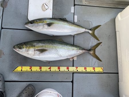 sea boss　シーボス 釣果